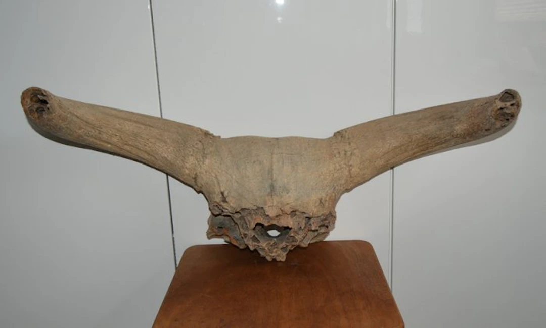 Large fossil skull fragment of a steppe bison (Bison...