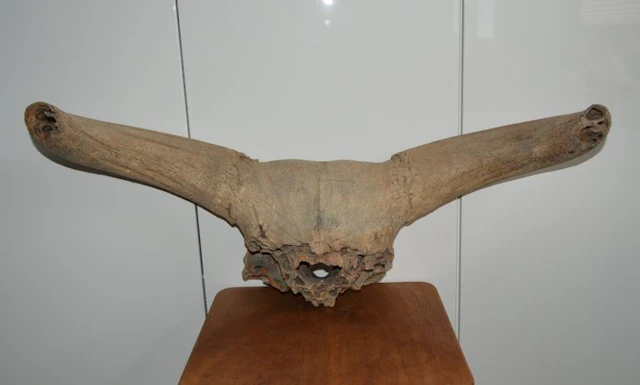 Large fossil skull fragment of a steppe bison (Bison...