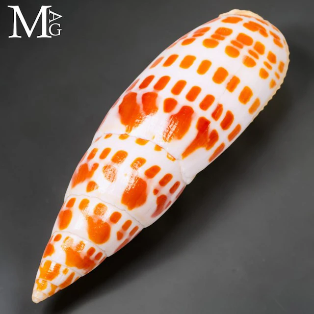 Striking Orange-Patterned Seashell from Vietnam Partners
