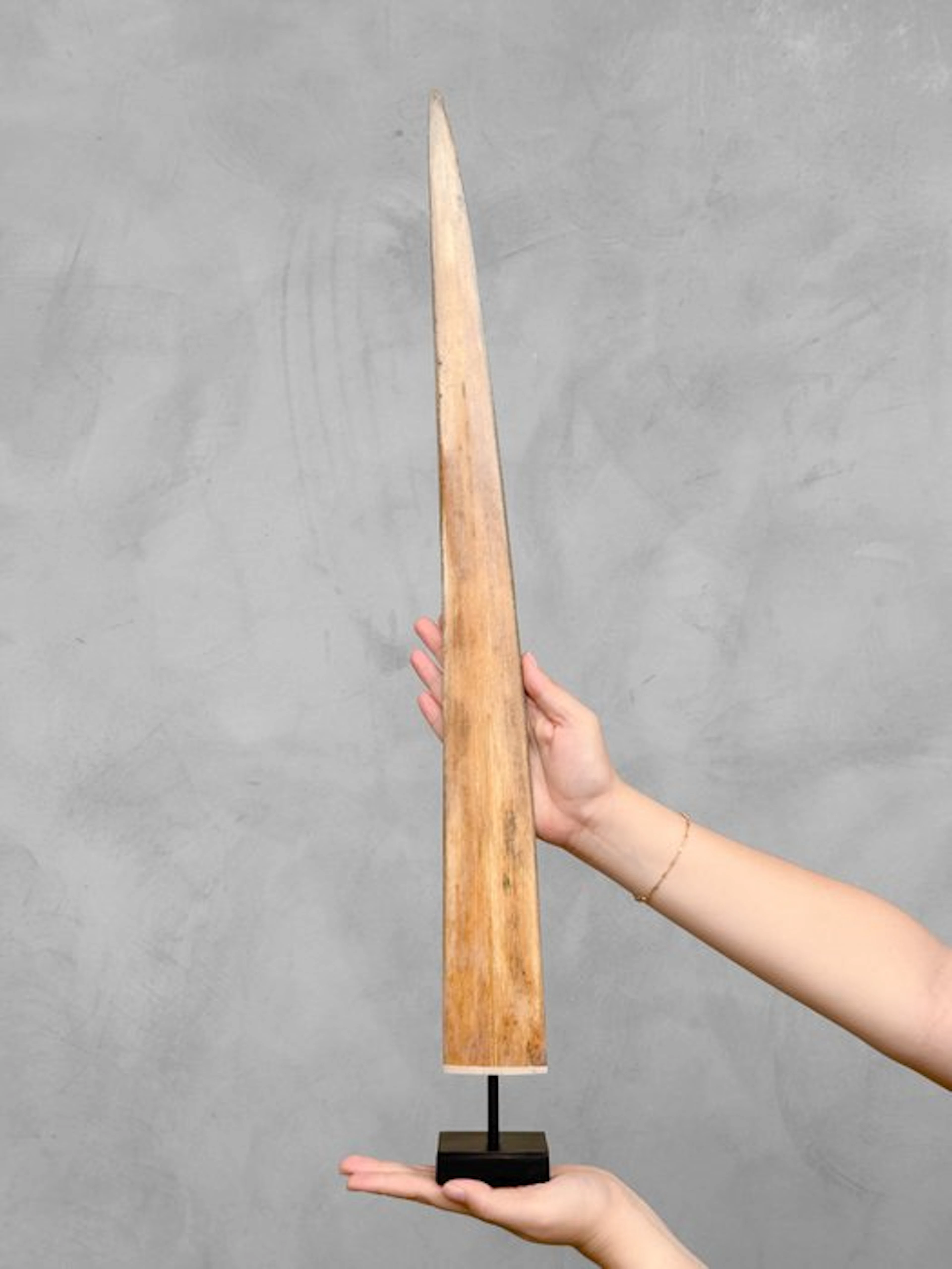 NO RESERVE PRICE - A Swordfish Tusk mounted on a...