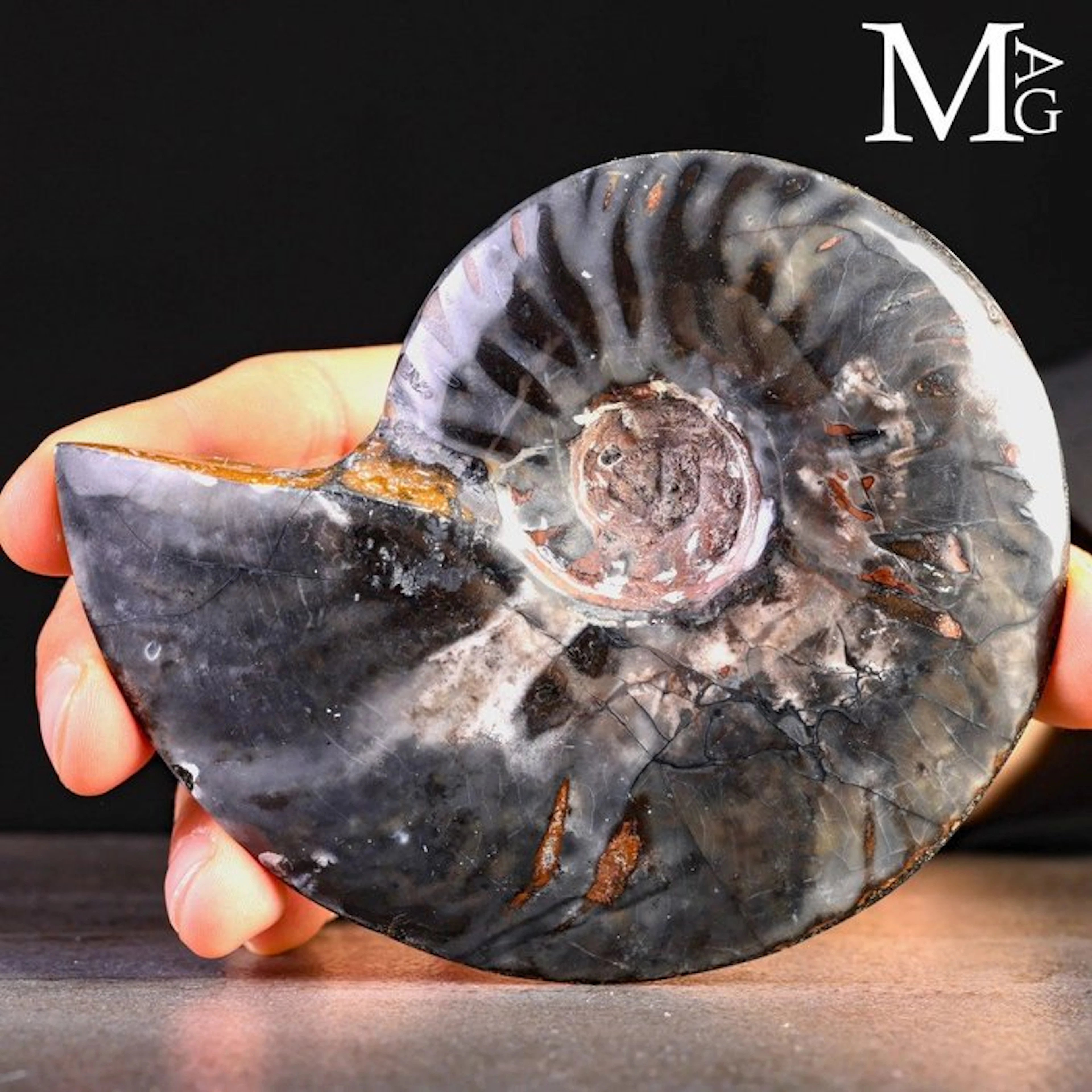 Agatized Ammonite Fossil with Dark Mineralization Natural...