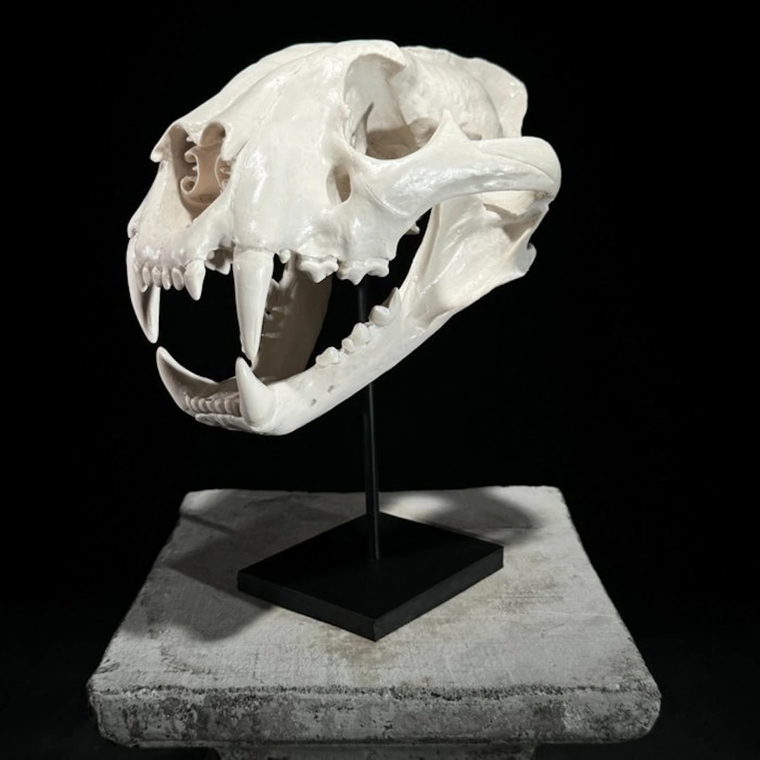 NO RESERVE PRICE - Stunning replica of tiger skull on a...