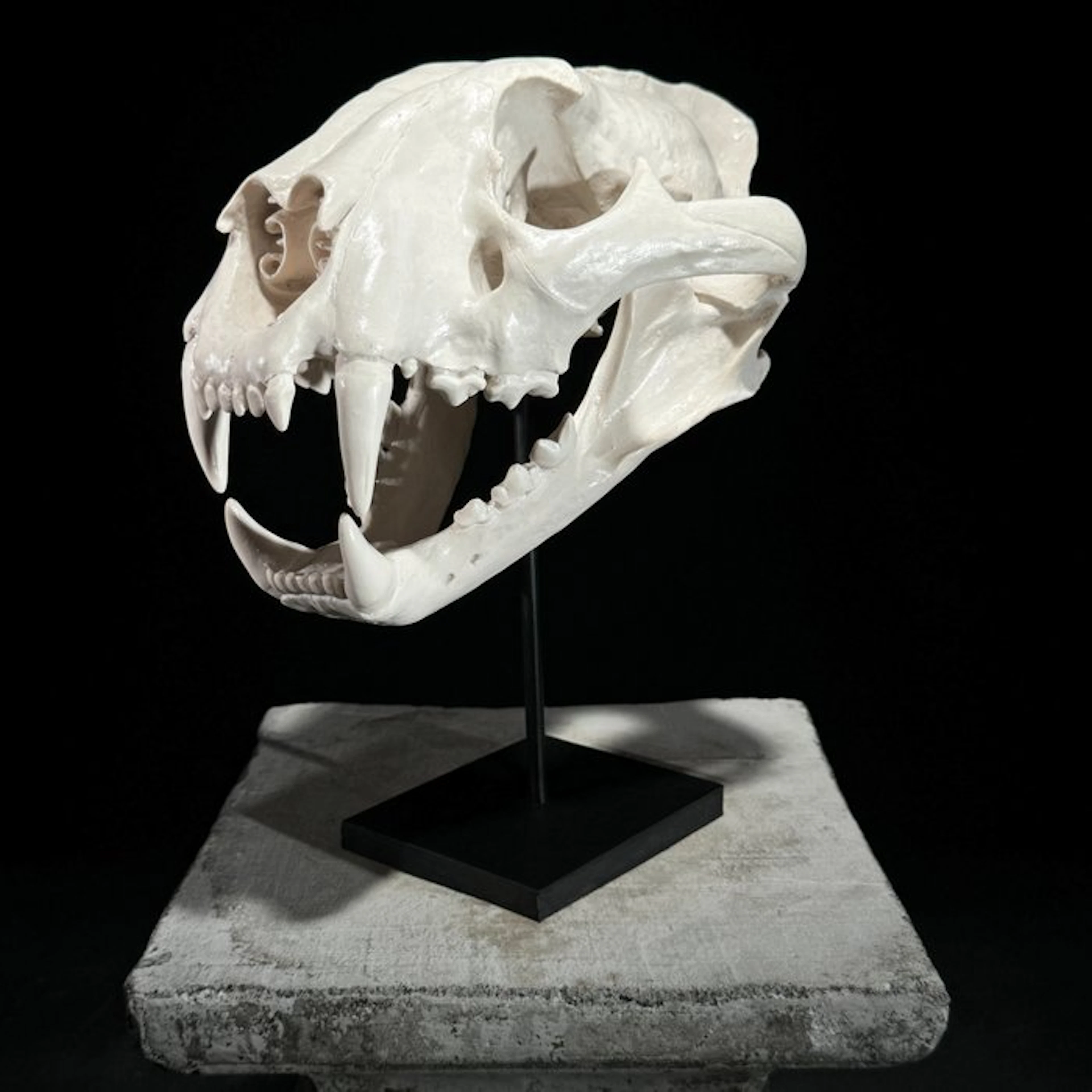 NO RESERVE PRICE - Stunning replica of tiger skull on a...