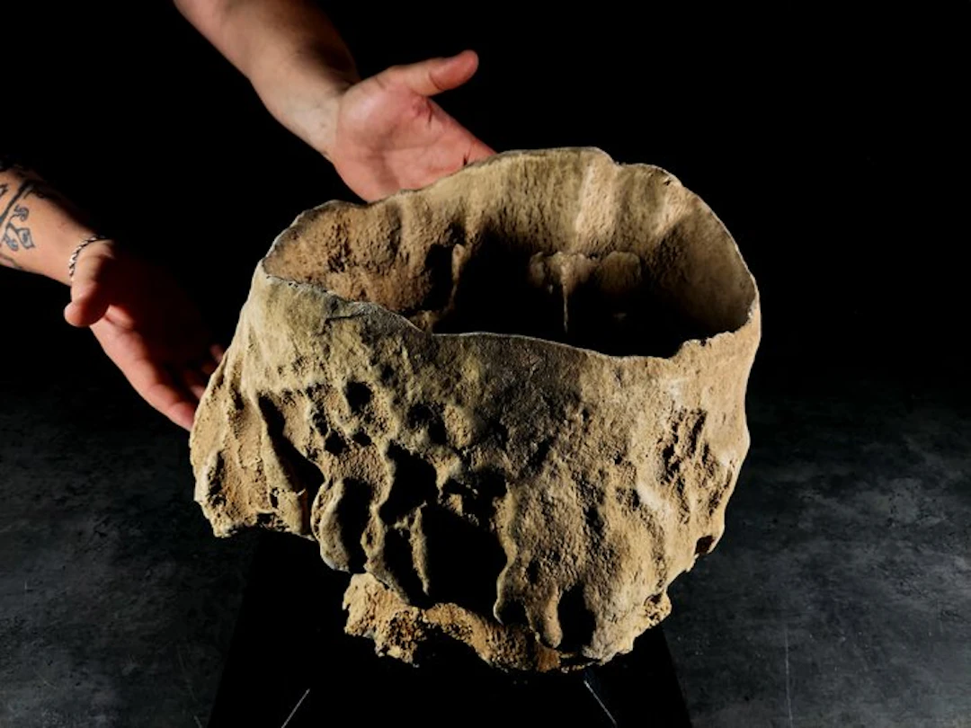 wonderful and rare barrel sponge Taxidermy full body...