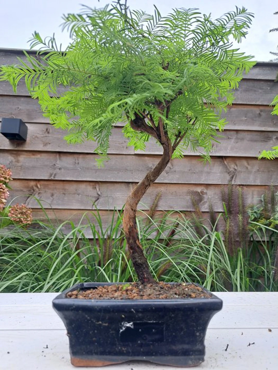 Metasequoia bonsai in a bonsai pot