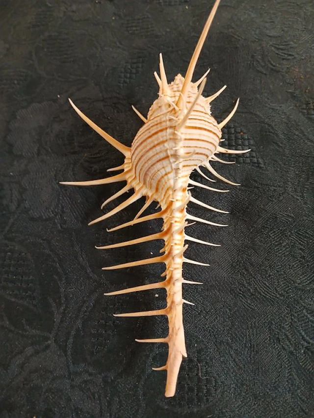 Murex Sea shell - Murex Troscheli (No reserve price)
