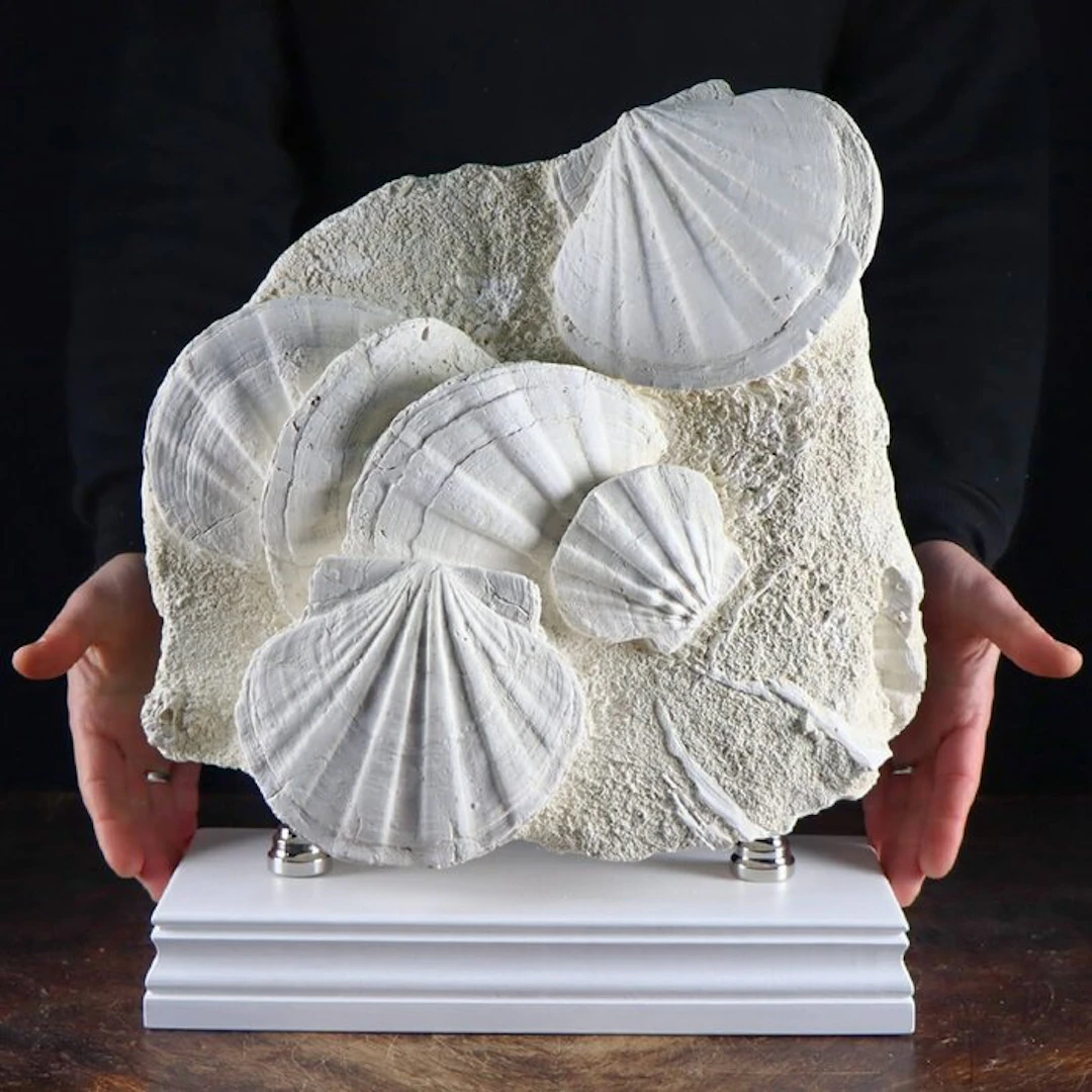 Extraordinary Fossil Specimen - Natural Fossil Pectens...
