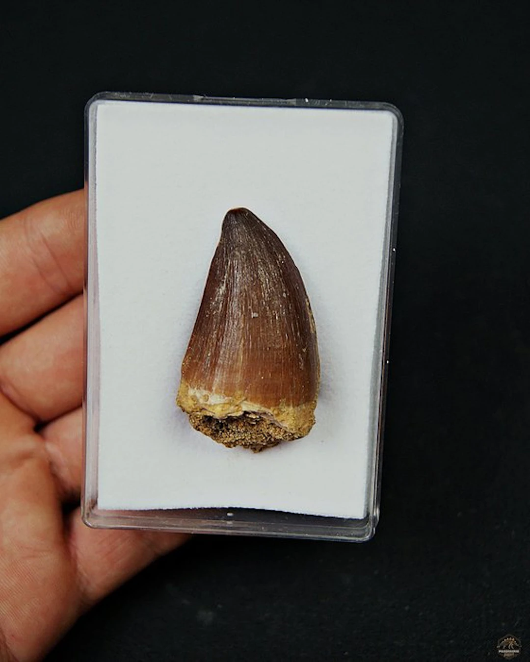 Mosasaur - Fossil tooth - Mosasaurus Thalassotitan atrox XXL (No reserve price)