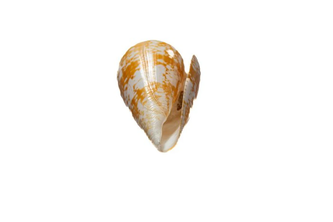 Exclusive piece ┼ with origin information/sheet - ORANGE...