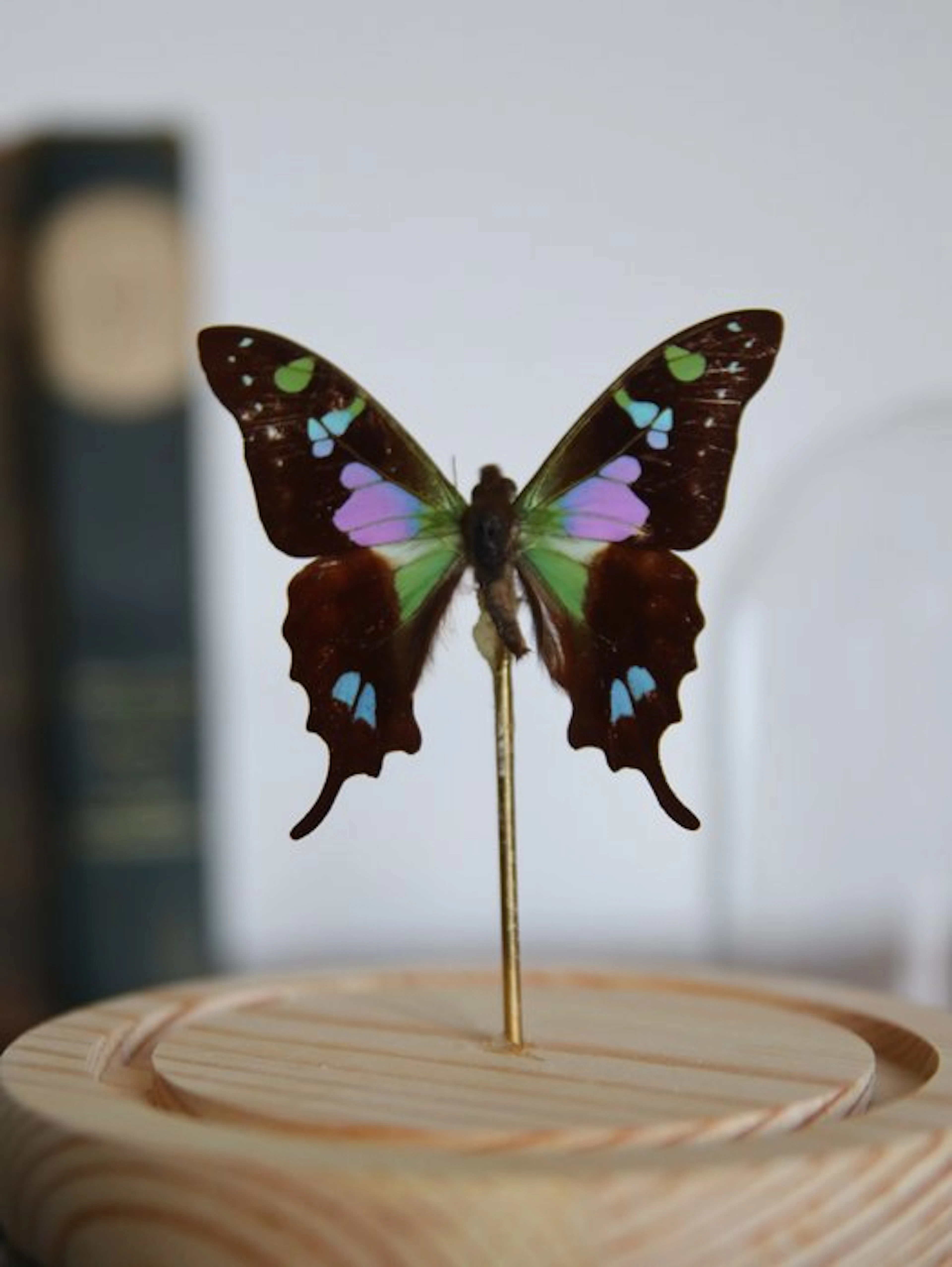 Butterfly Taxidermy full body mount - Graphium weiskei –...