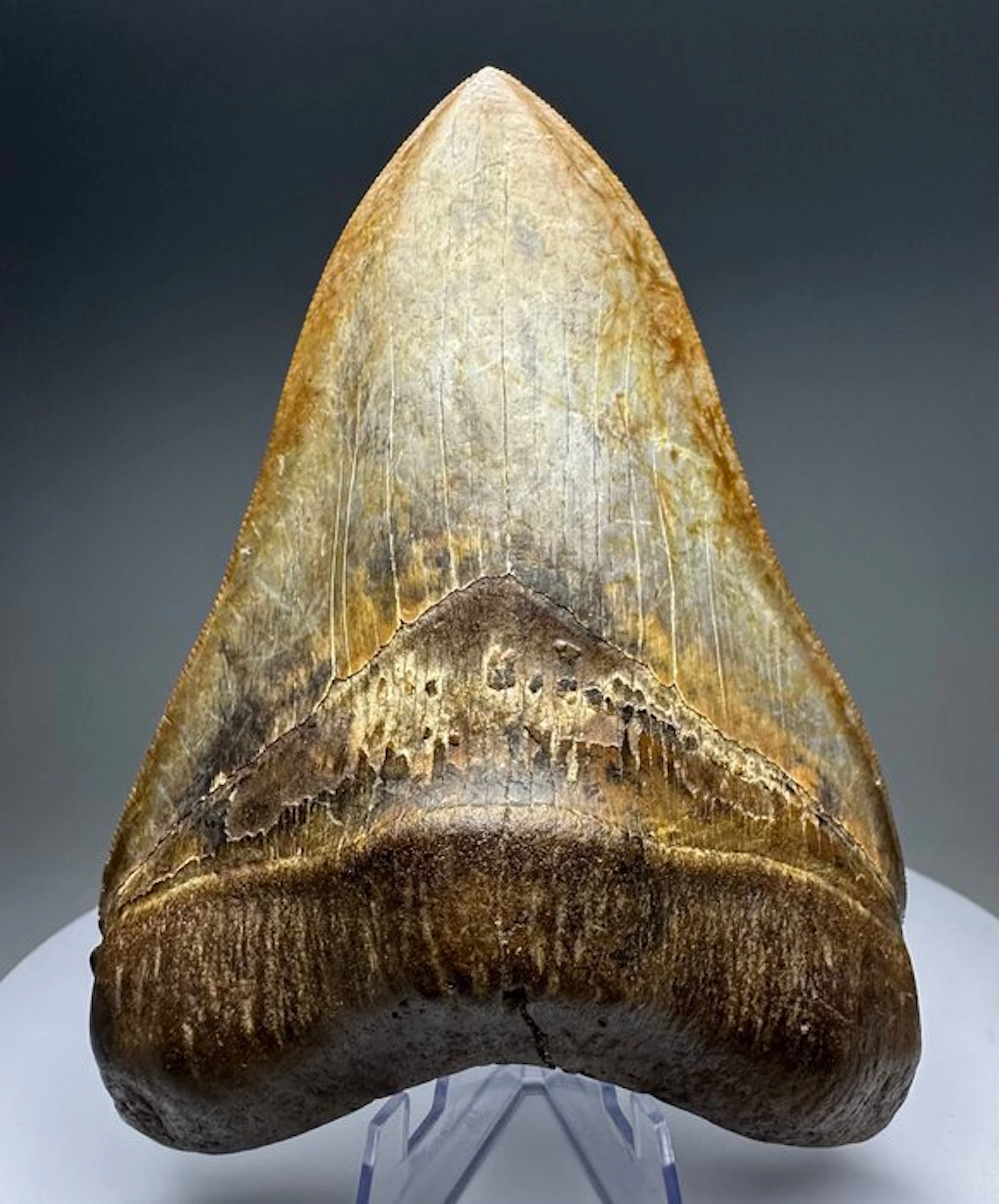 Megalodon - Fossil tooth - 13.5 cm - 10 cm