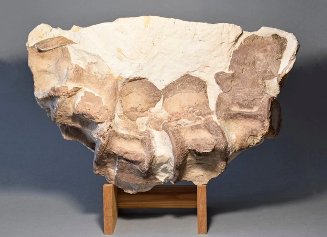 Pliosaur - Fossil vertebra bone - indeterminate Sauropterygia - 38 cm