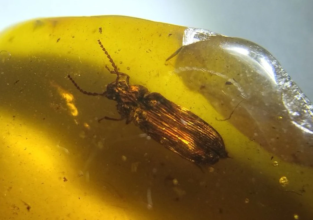 4.8 cts - Authentic Cretaceous Amber "Burmite" with...