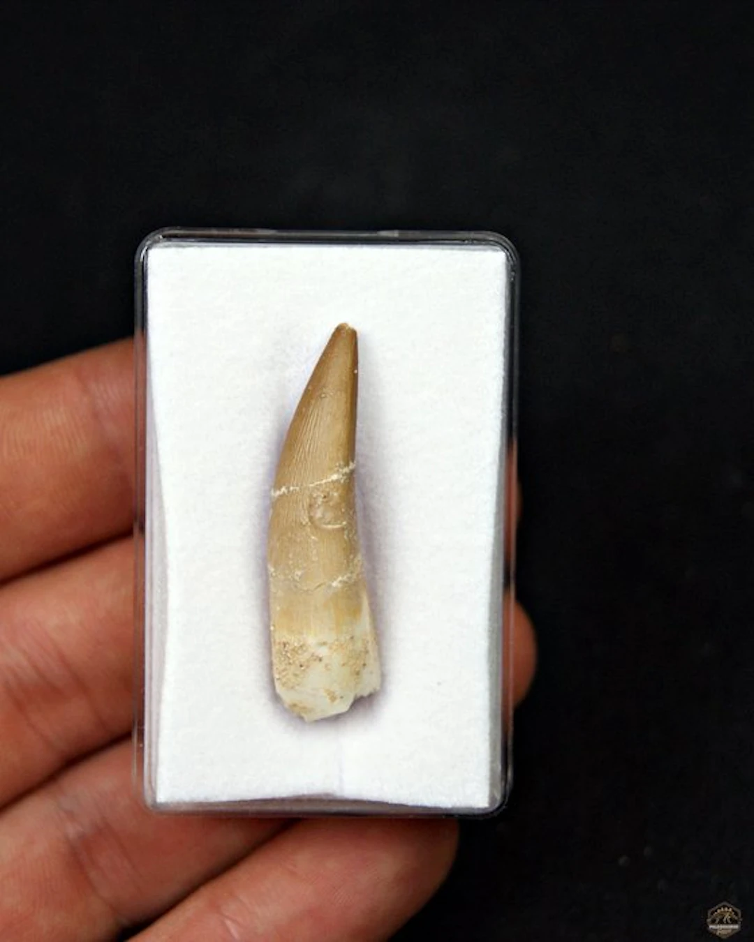 Marine reptile - Fossil tooth - Plesiosaurus sp. (No reserve price)
