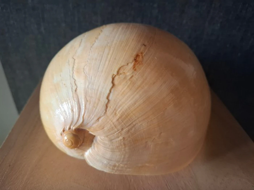 Sea Snail Clam - Melo melo (Indische dadelspiraal) (No reserve price)