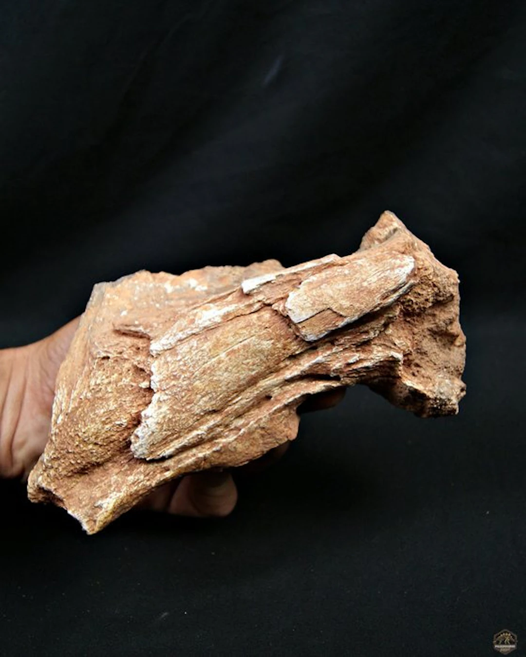 Dinosaur - Fossil bone - Omoplato de terópodo