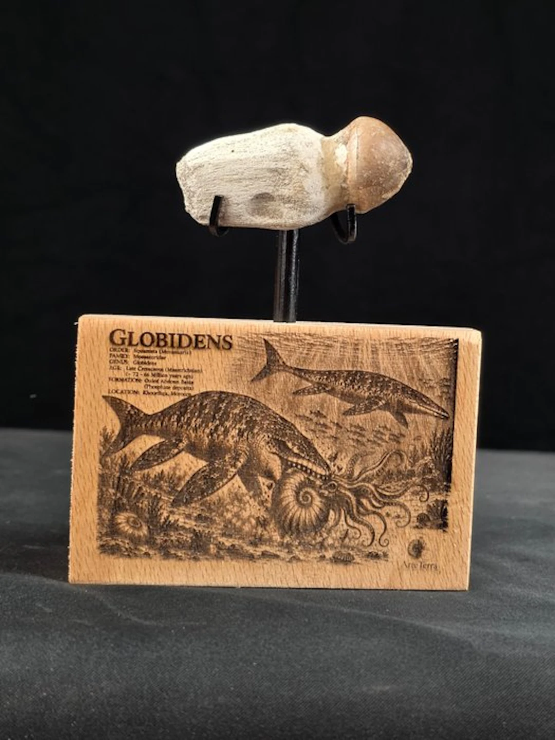 Fossil tooth - Globidens (No reserve price)