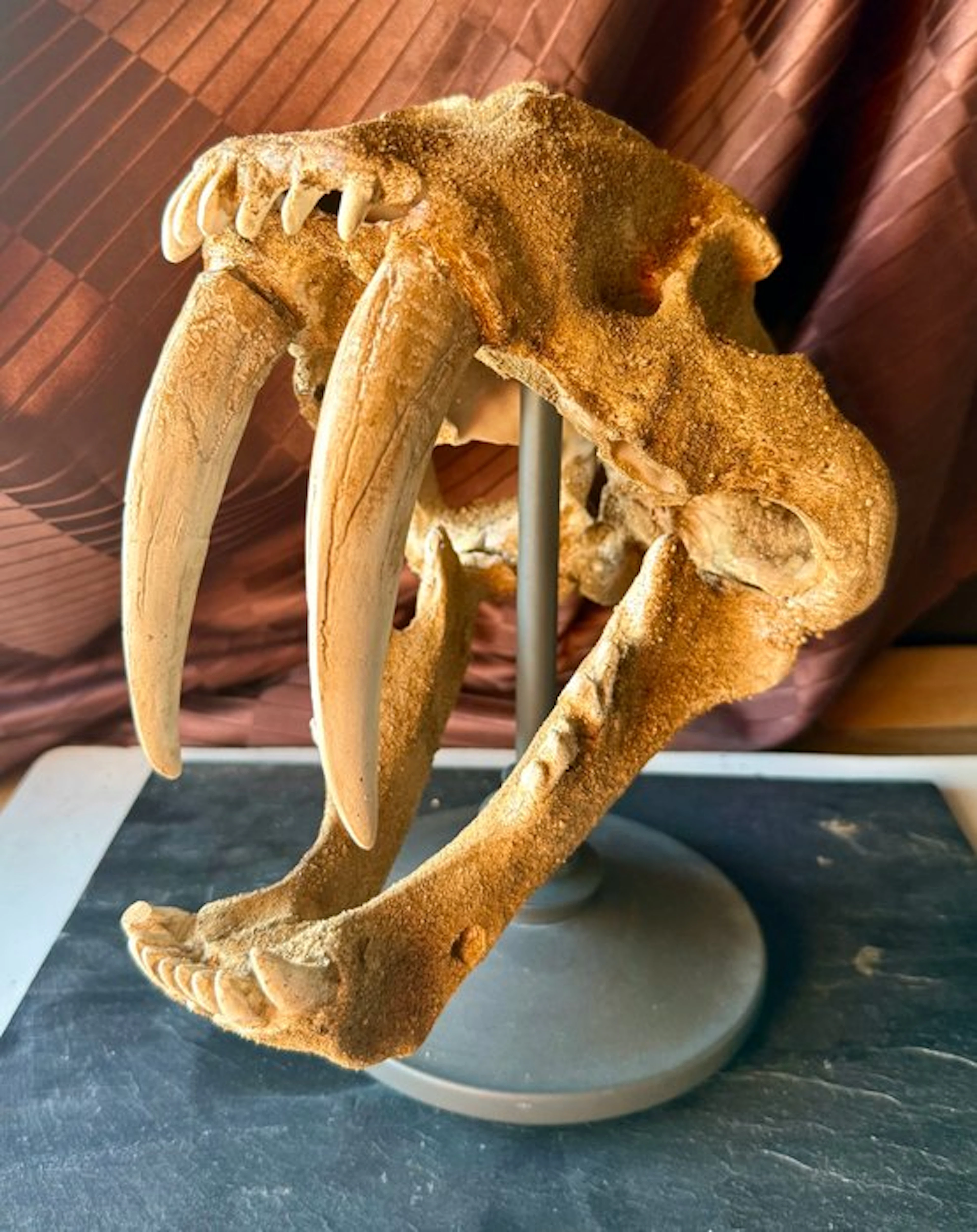 Saber Teeth (REPLICA) - Fossil skull - Machirodus - 32 cm - 35 cm