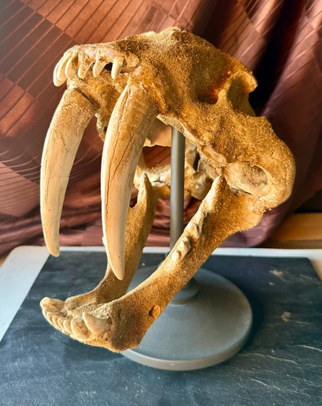 Saber Teeth (REPLICA) - Fossil skull - Machirodus - 32 cm - 35 cm