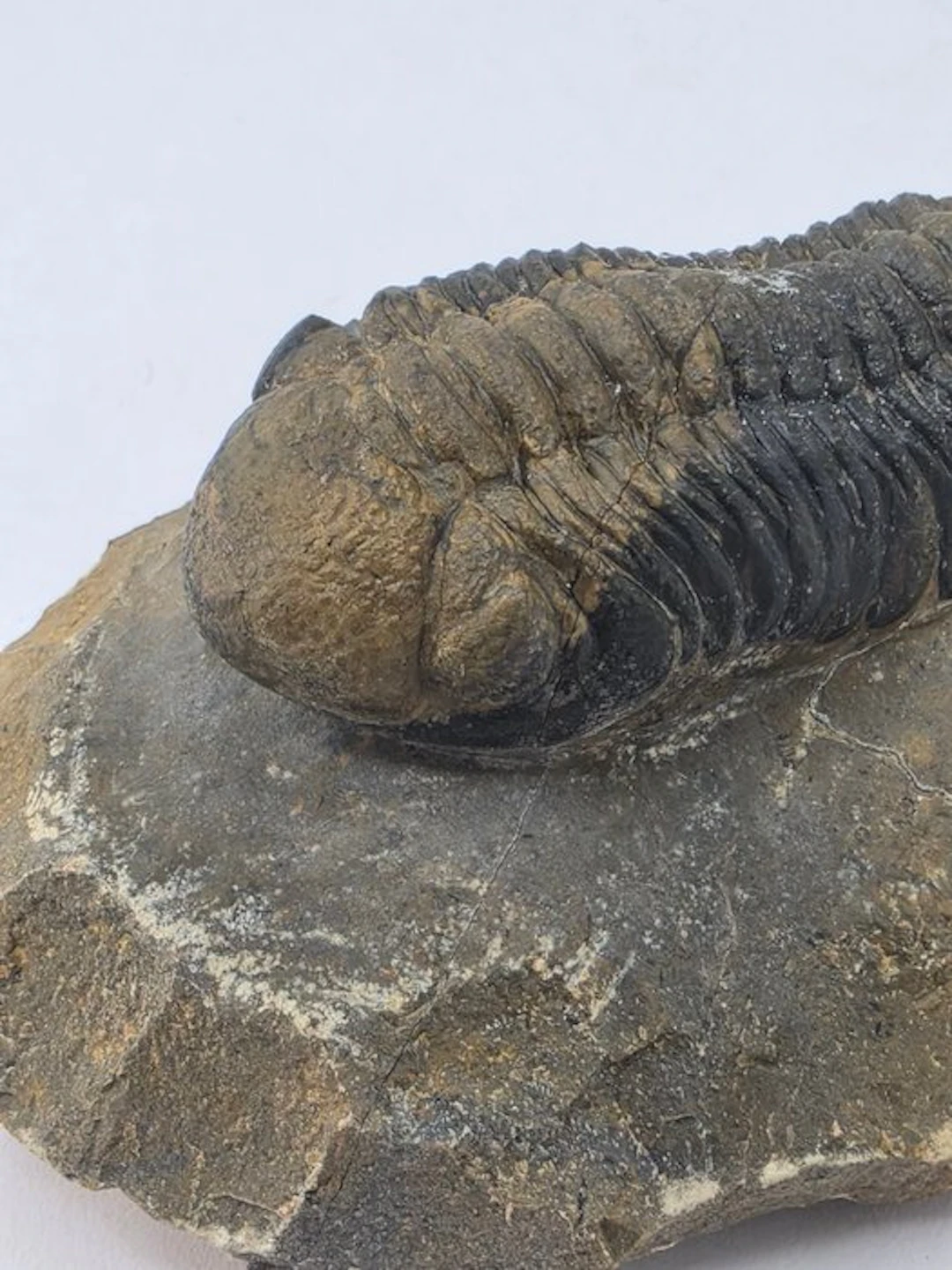 Trilobite - Fossilised animal - Phacops - 9 cm (No reserve price)