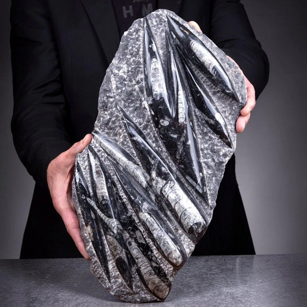 Ancient Orthoceras Cephalopod Fossils Polished Slab...