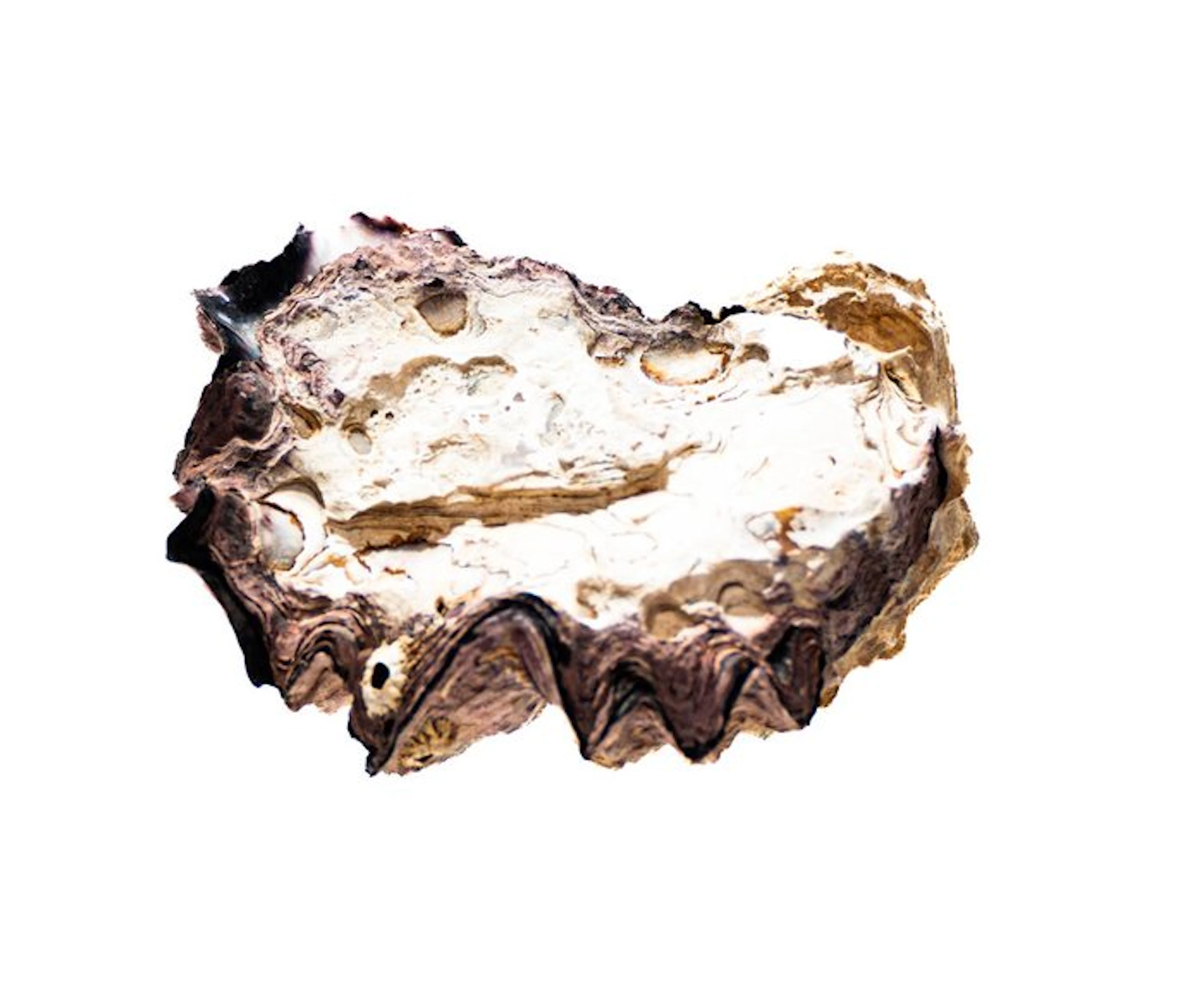 Sculptural comb oyster: An impressive natural wonder with...