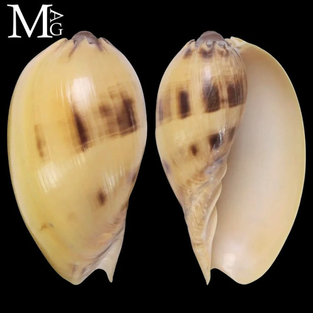 Melo broderipii – Young Specimen – Philippines Juvenile...