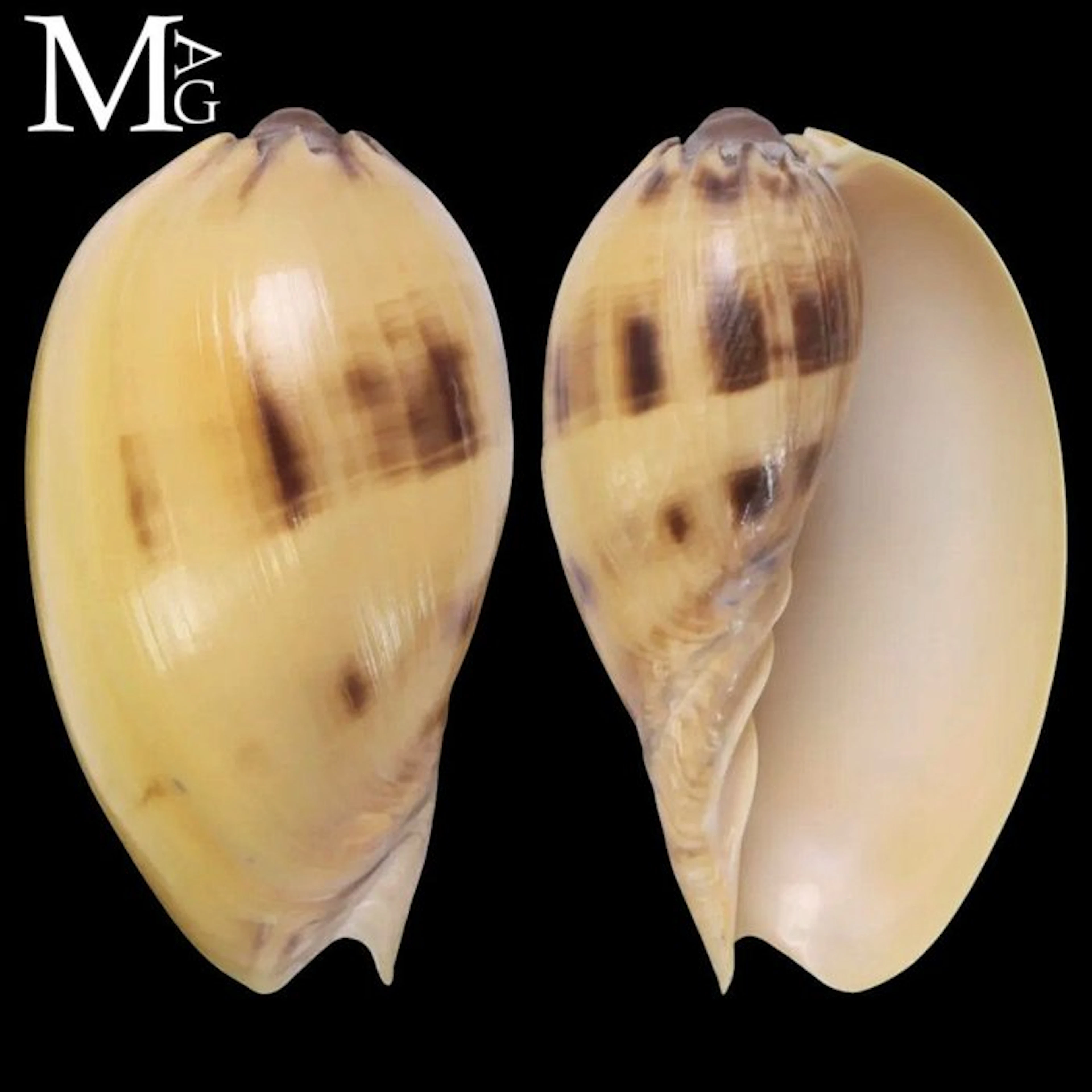 Melo broderipii – Young Specimen – Philippines Juvenile...