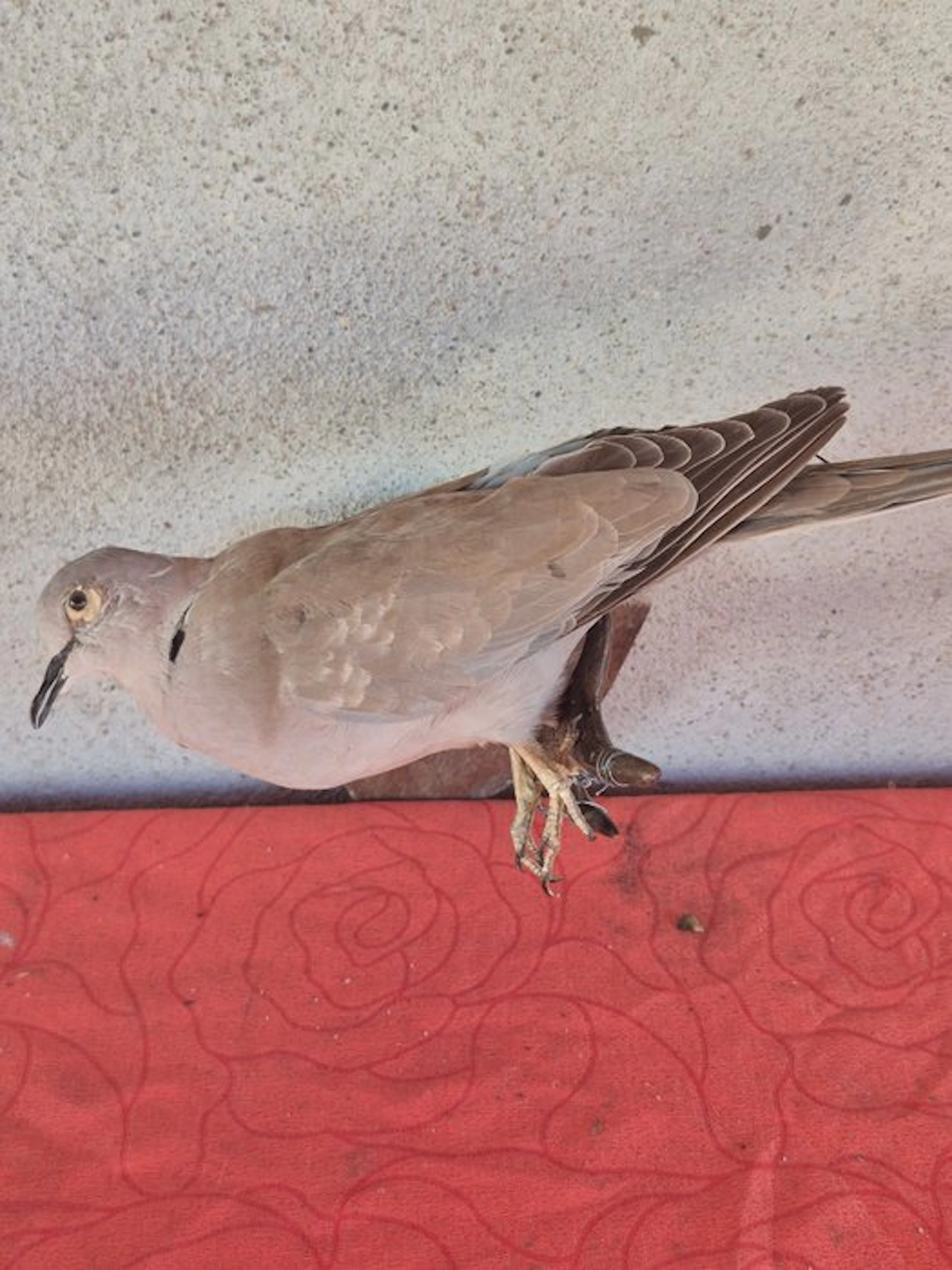 European turtle dove Taxidermy wall mount - Streptopelia...