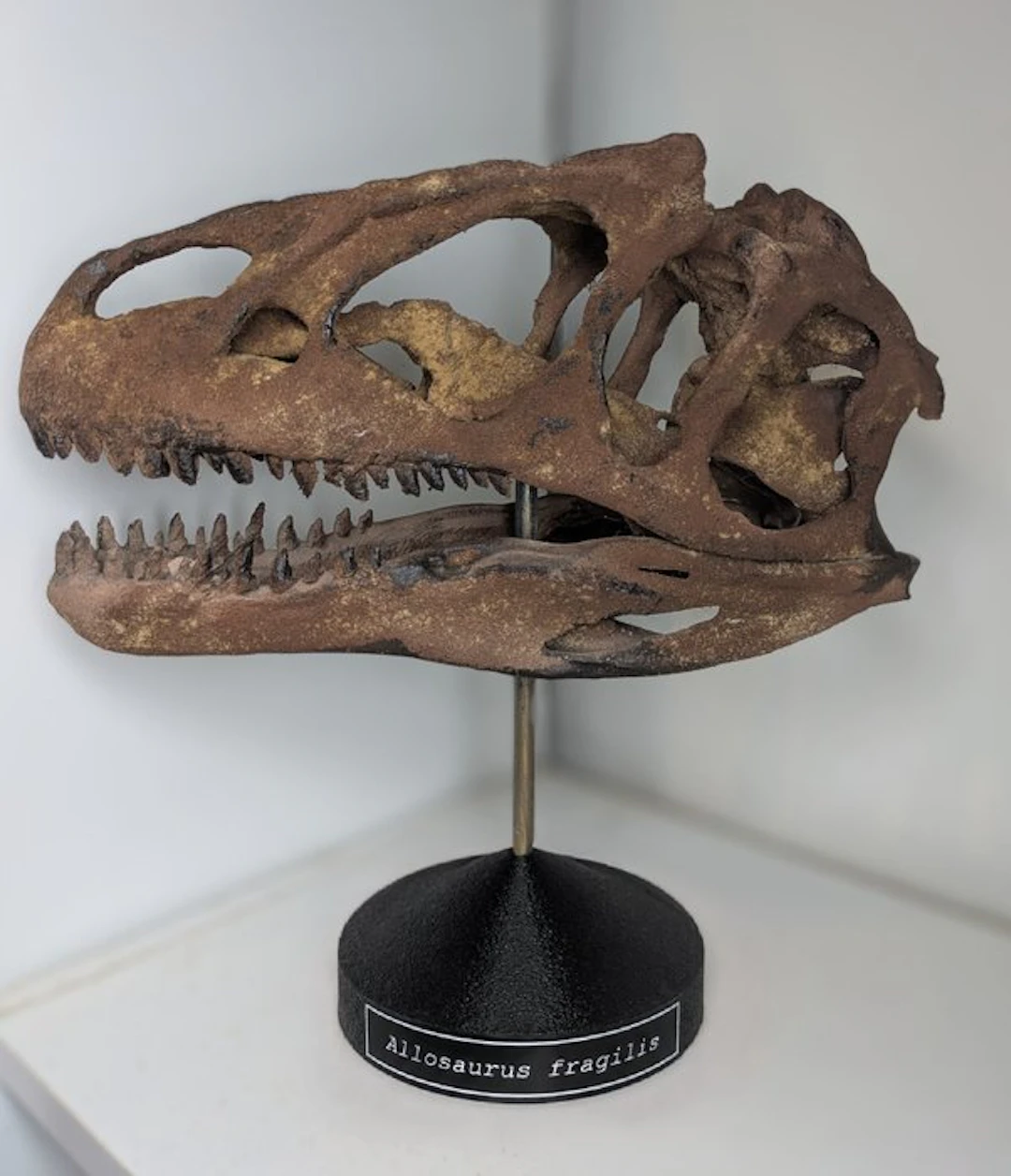 Fossil skull - Allosaurus - Museum-Grade Replica - 35 cm - 15 cm