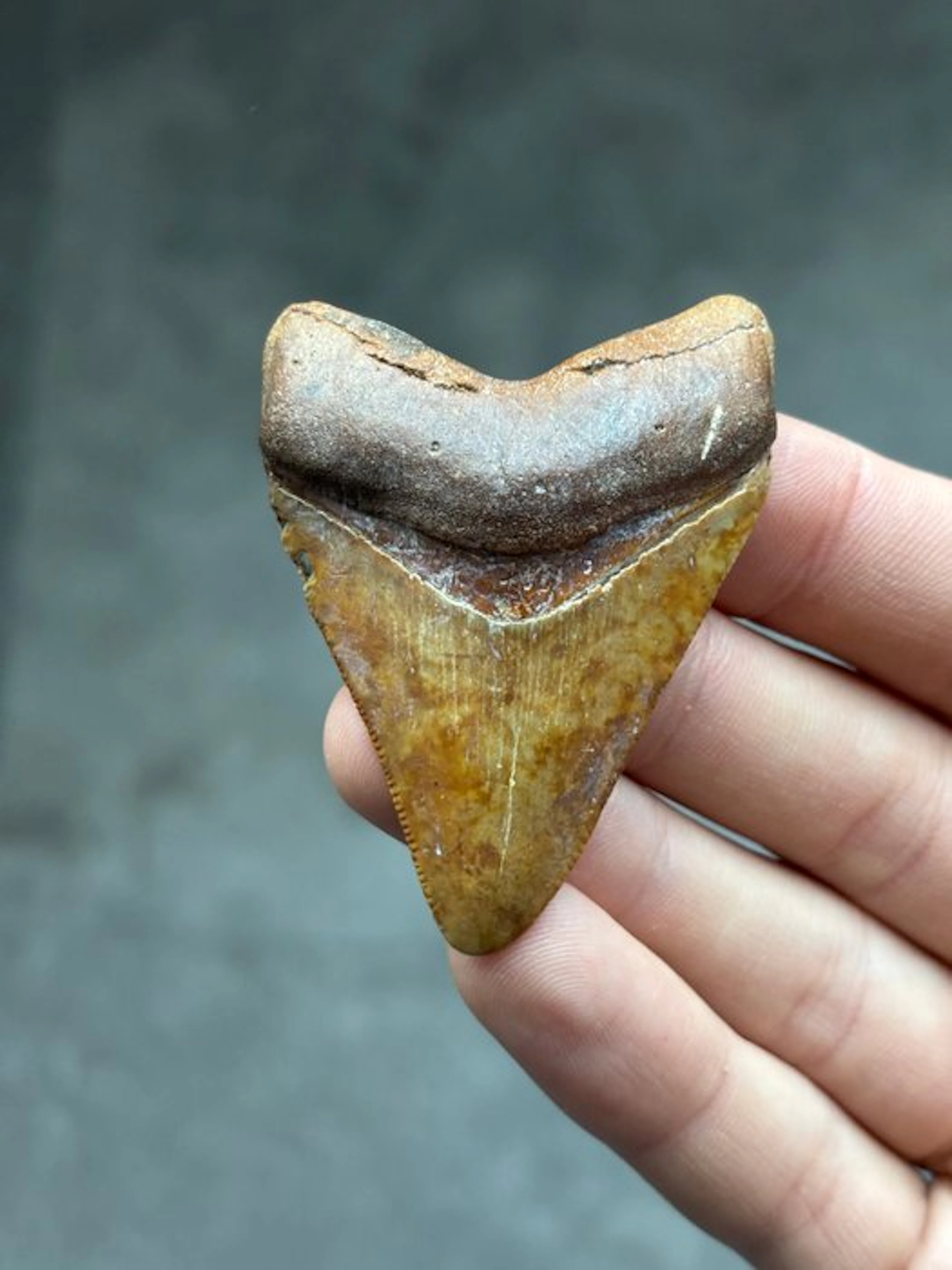 Megalodon - Fossil tooth - Otodus Megalodon - 6.3 cm