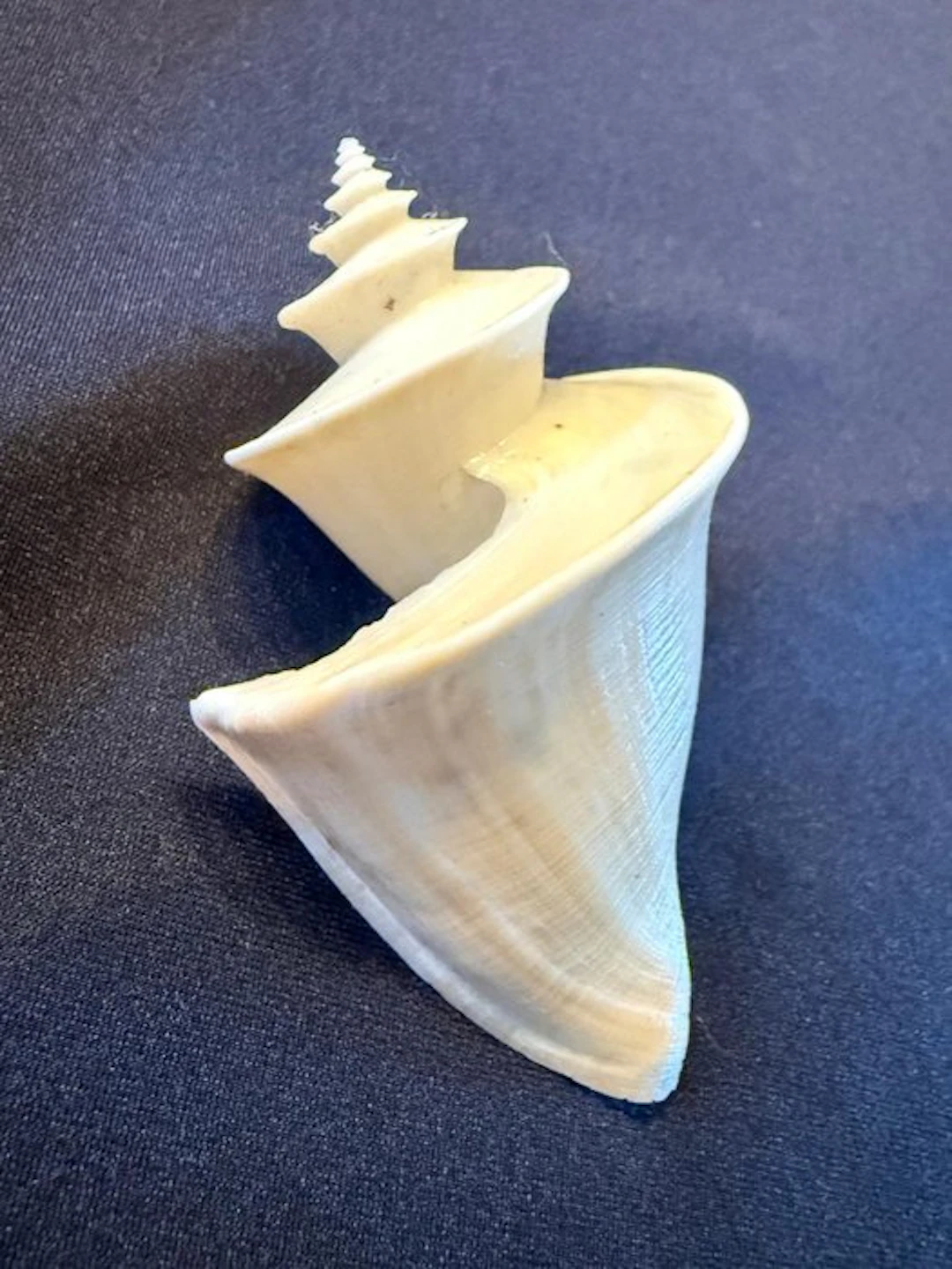 Sea Snail Sea shell - Thatcheria Mirabilis (No reserve price)