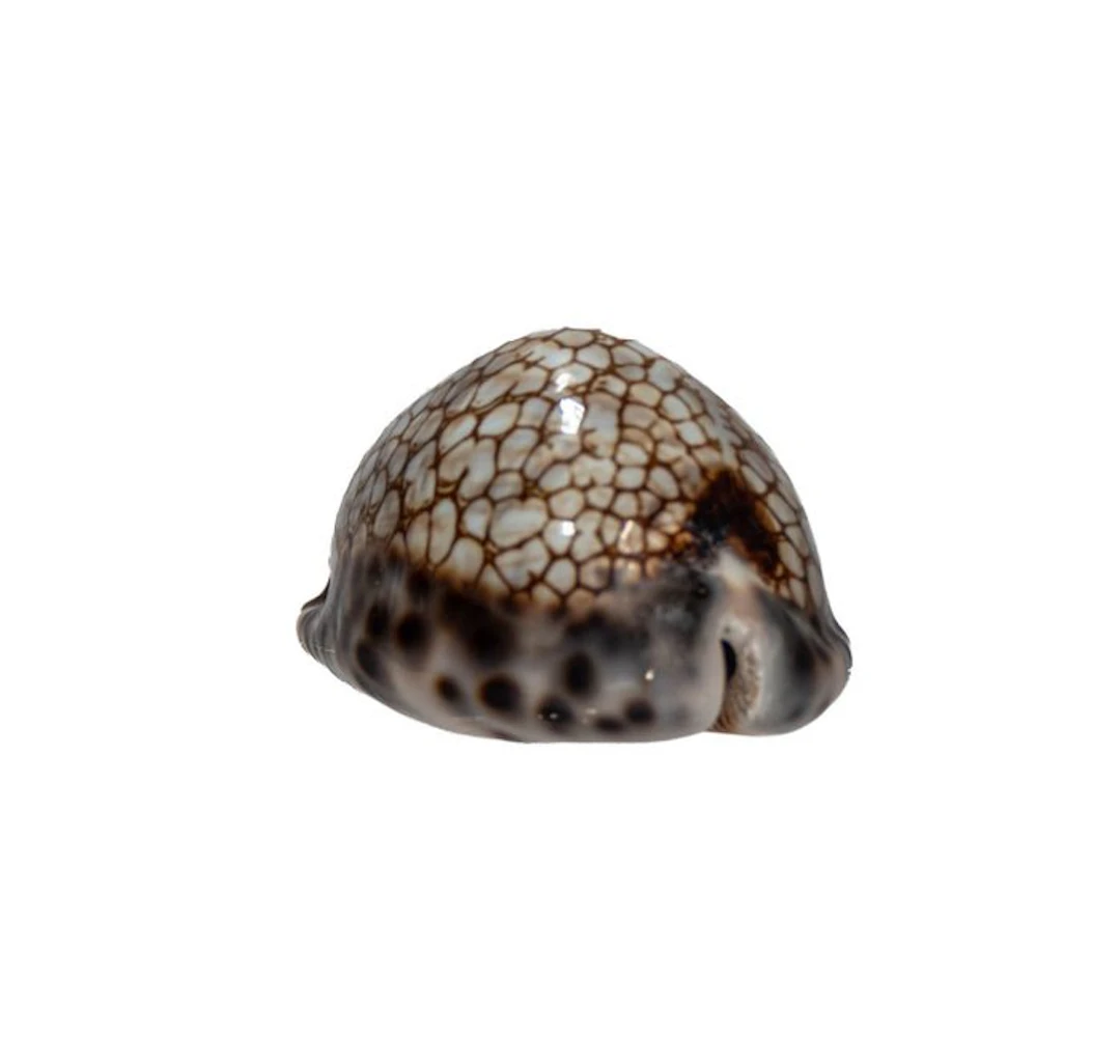 Mauritia histrio (51 mm