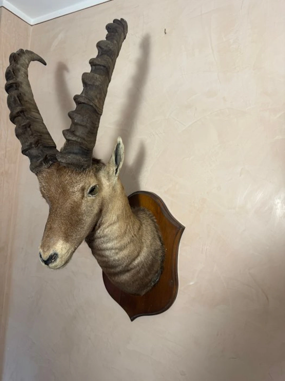 Ibex Taxidermy full body mount - Capra ibex - 85 cm - 35 cm - 50 cm - 1