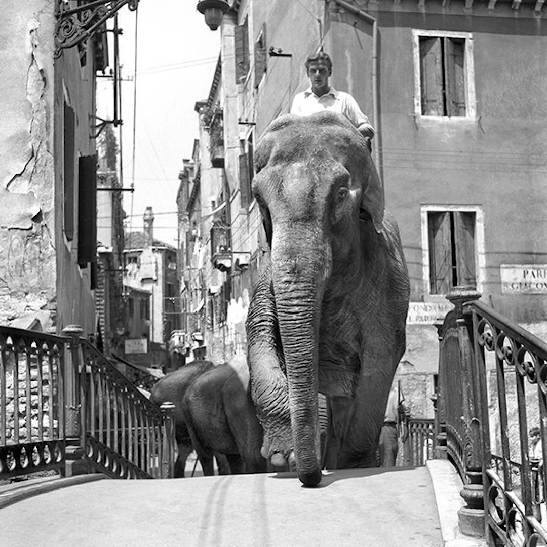 Camerapohoto Epoche/Vittorio Pavan - 25-Circo Togni