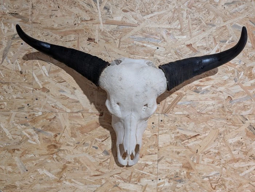 Fine Cape Buffalo Skull - Taxidermy wall mount - Syncerus...