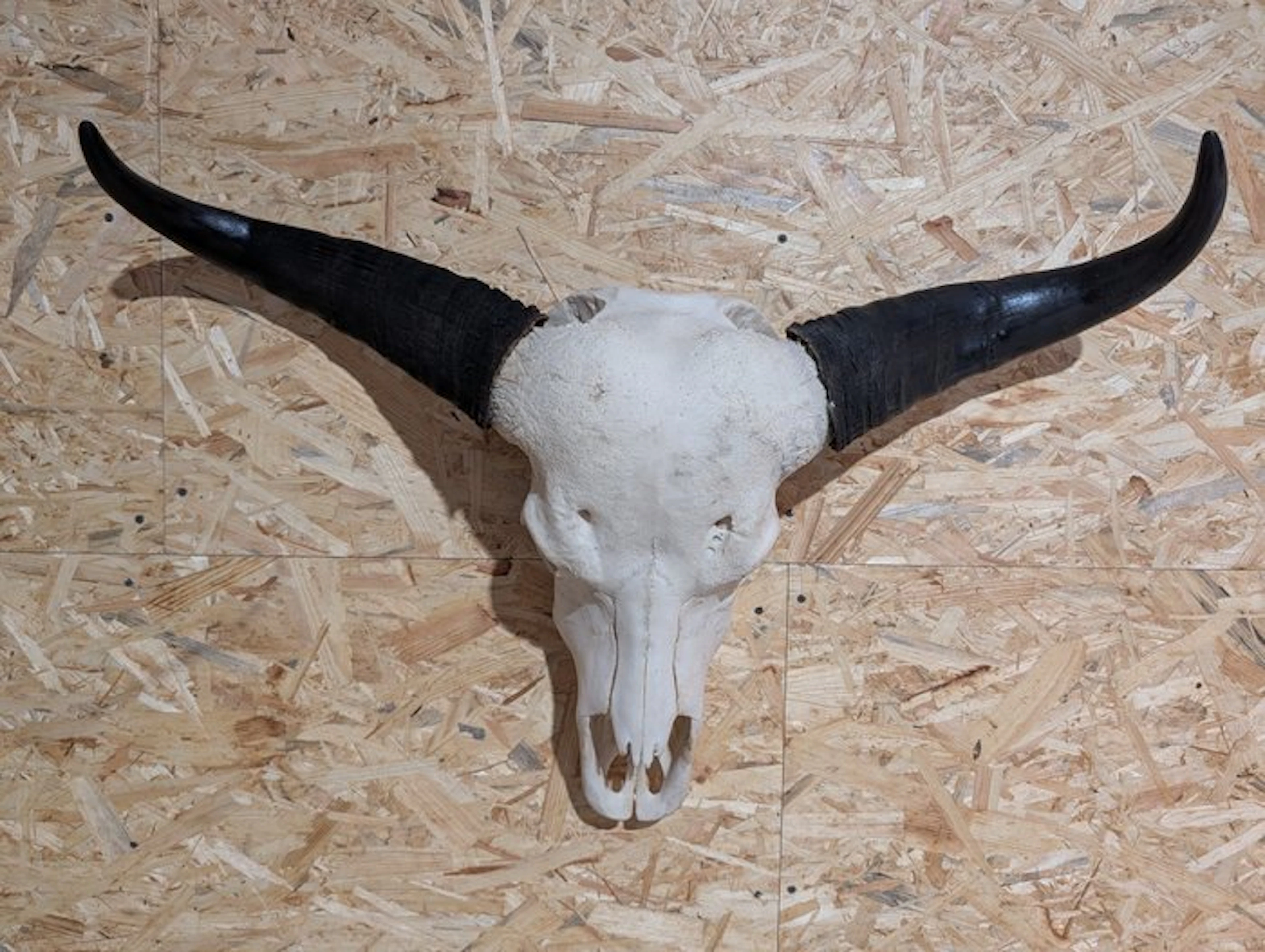 Fine Cape Buffalo Skull - Taxidermy wall mount - Syncerus...
