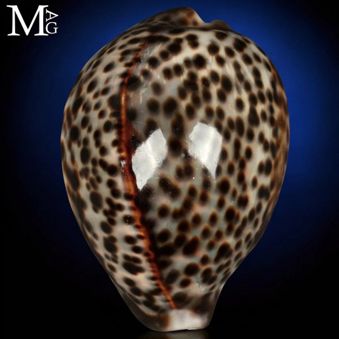 Special *Cypraea Tigris* with Striking Cream Base and...