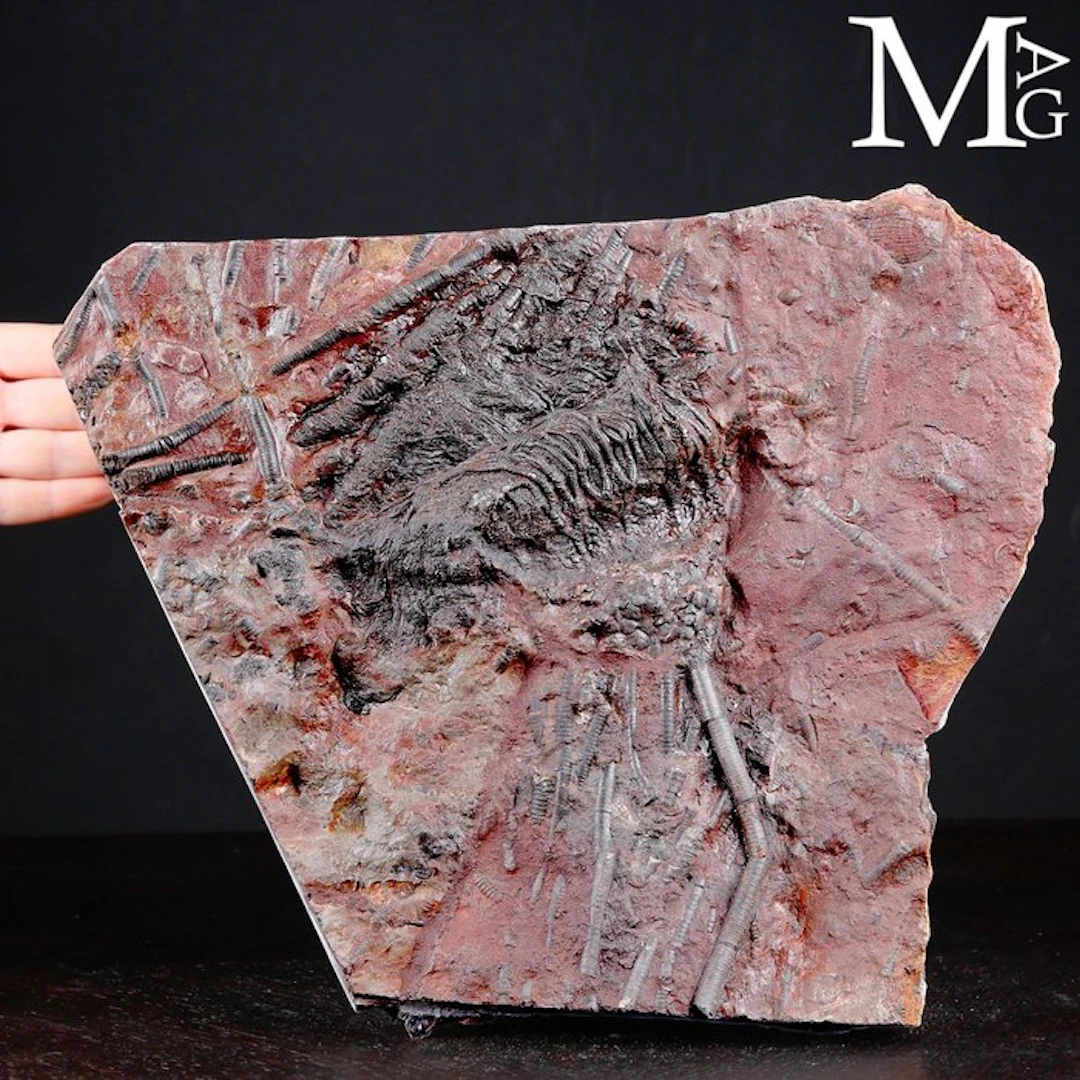 Crinoid Fossil Specimen on Slab - Scyphocrinites Elegans...