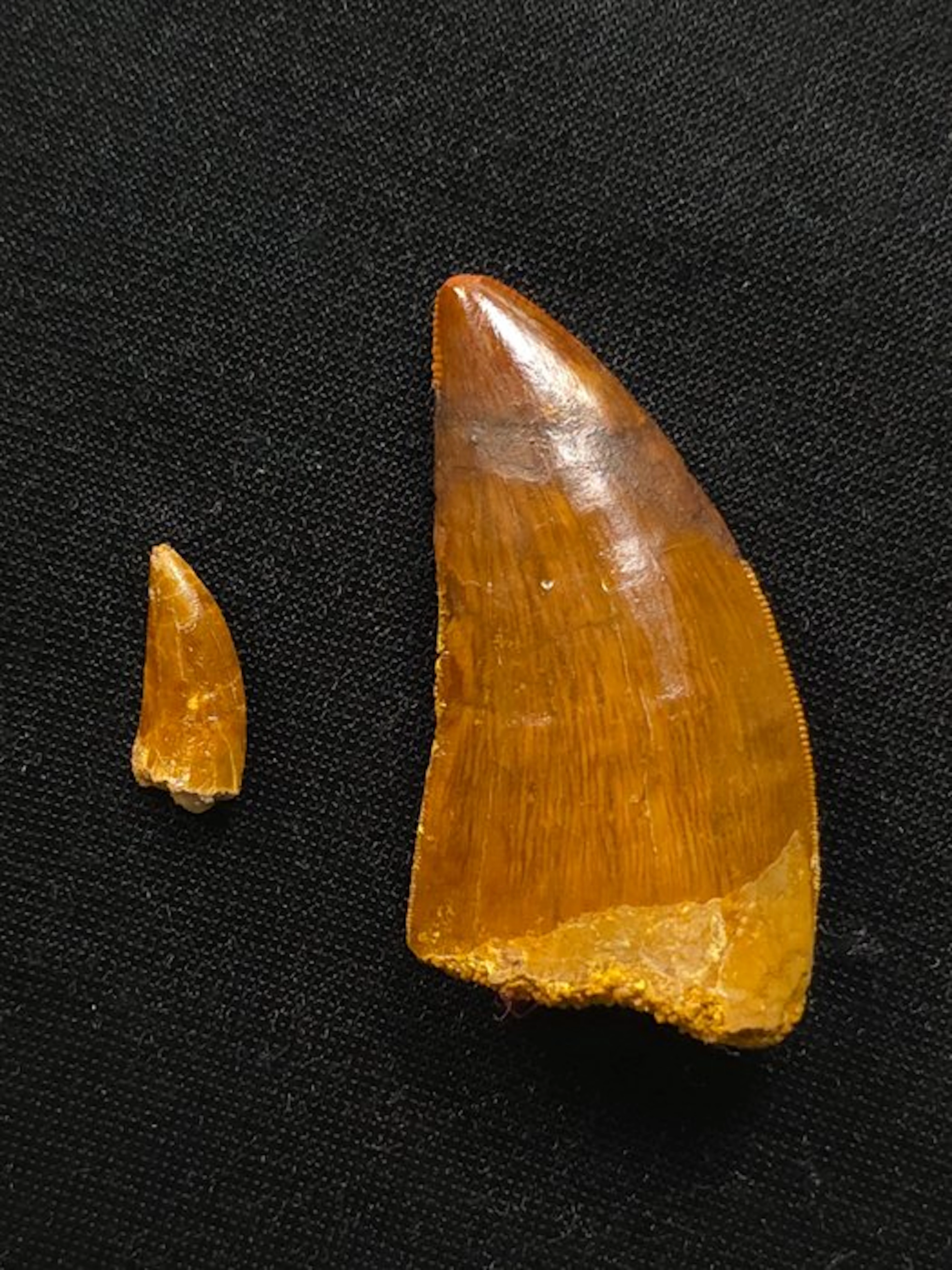Carcharodontosaur - Fossil tooth - Lot of 2 Carcharodontosaurus teeth