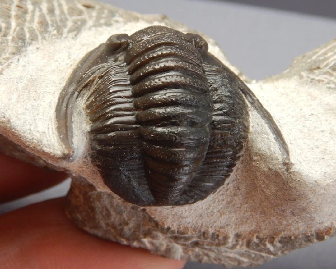 Fossil - Fossil skeleton - Cornuproetus cornutus - 3.5 cm (No reserve price)