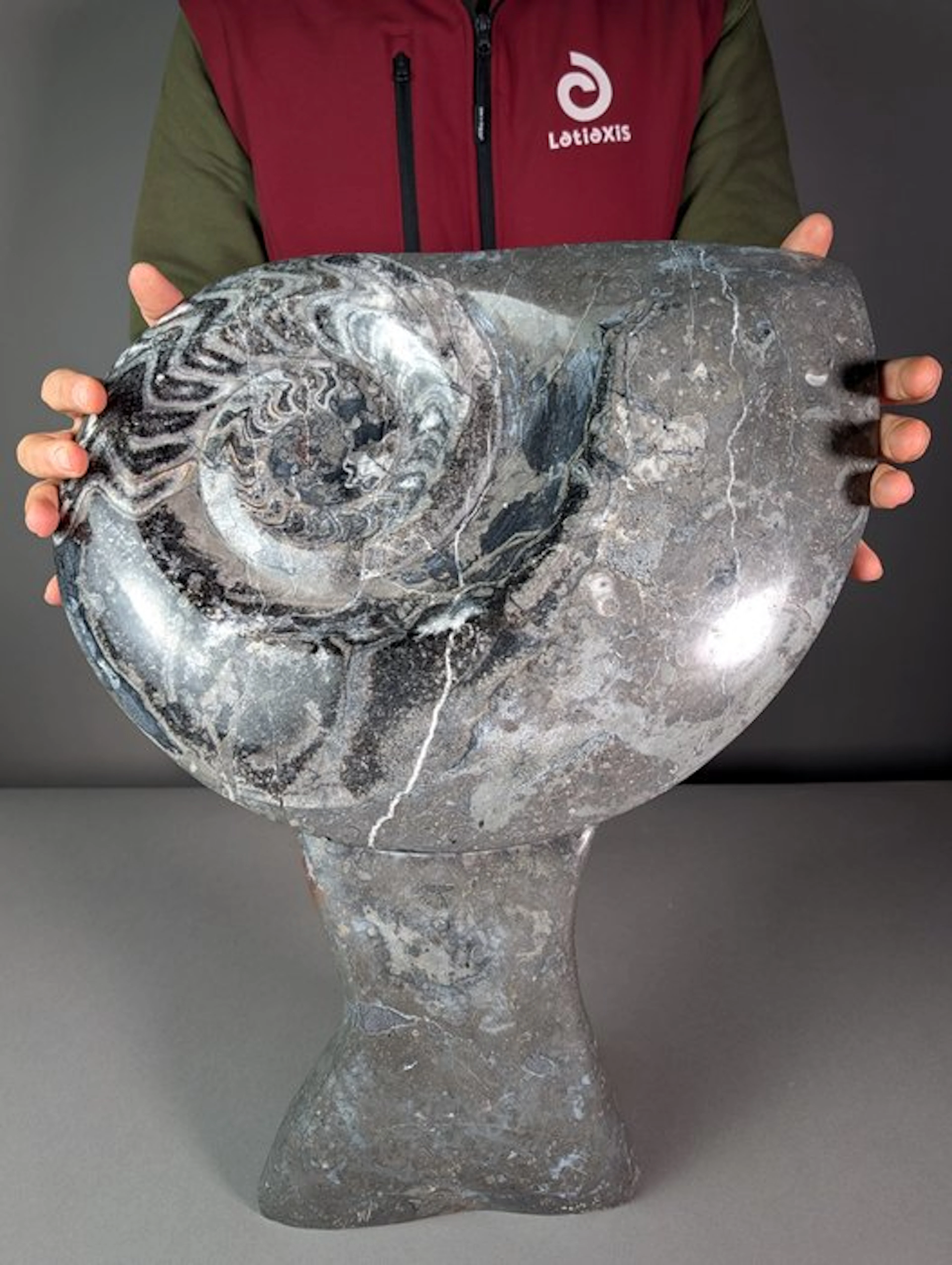 Large Ammonite Sculpture - Fossilised shell - Goniatite sp. - 49 cm - 43 cm