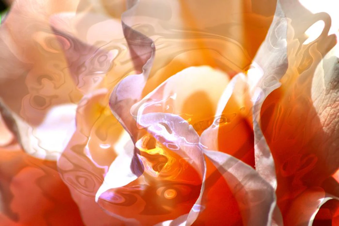 Bruno Paolo Benedetti-Barbara Stamegna - Orange Petals 1/30