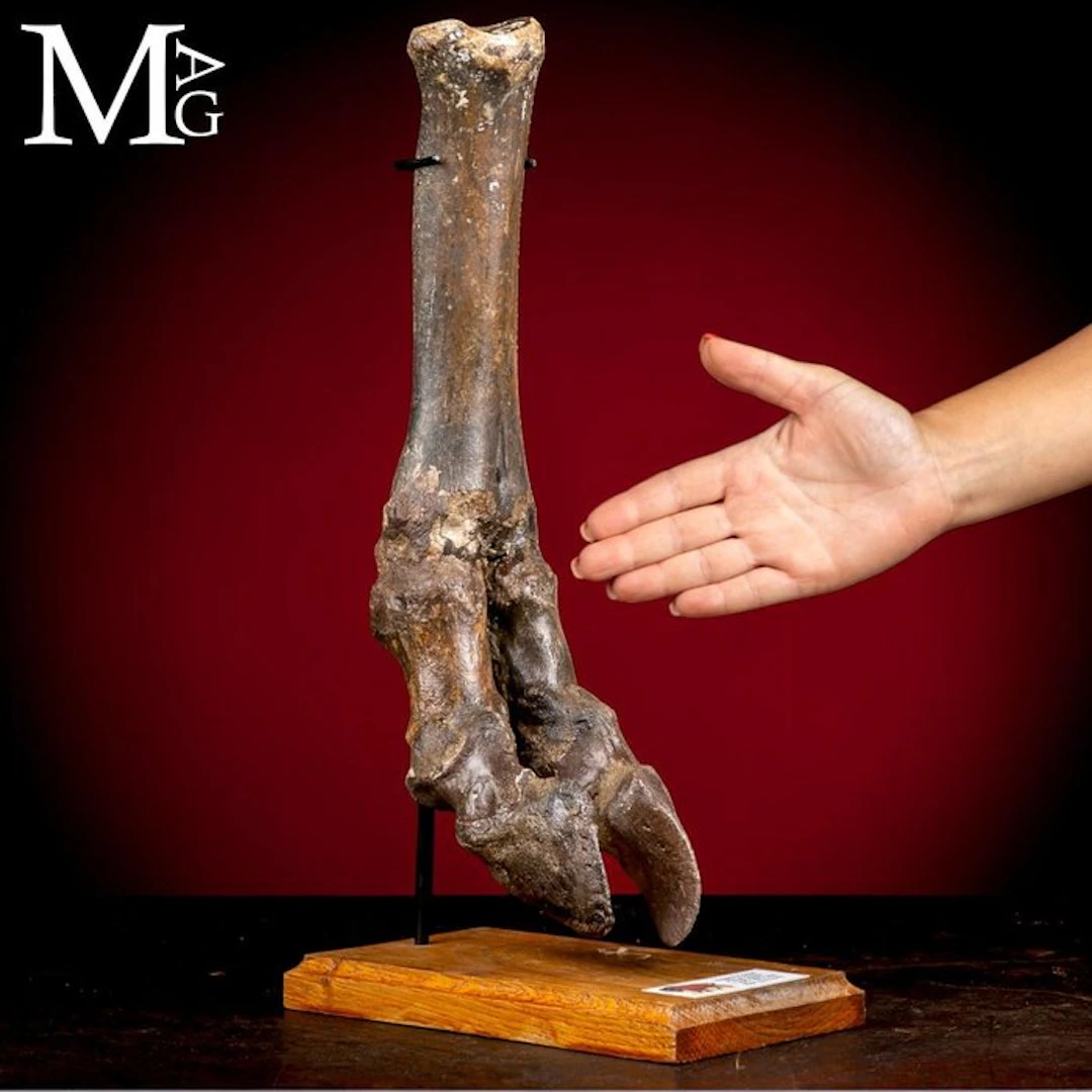 Authentic Pleistocene Fossilized Forelimb of an Ancient...