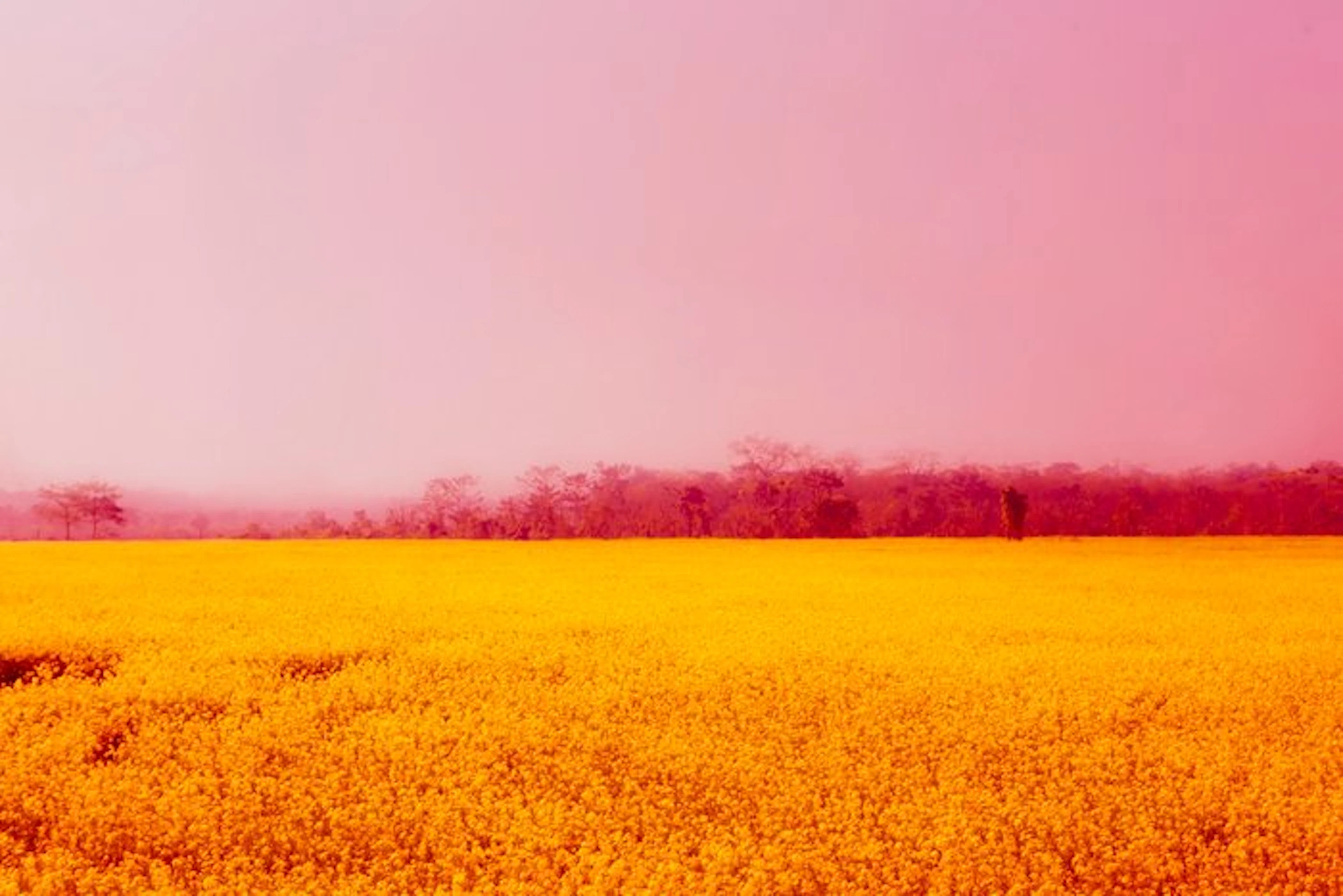 Viet Ha Tran - Yellow flower field in Nepal (2018)