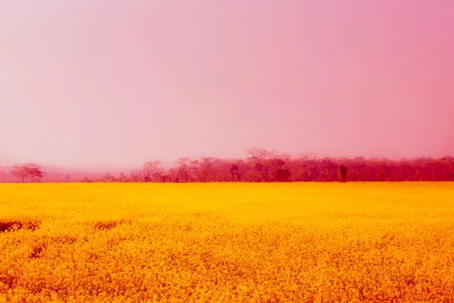 Viet Ha Tran - Yellow flower field in Nepal (2018)