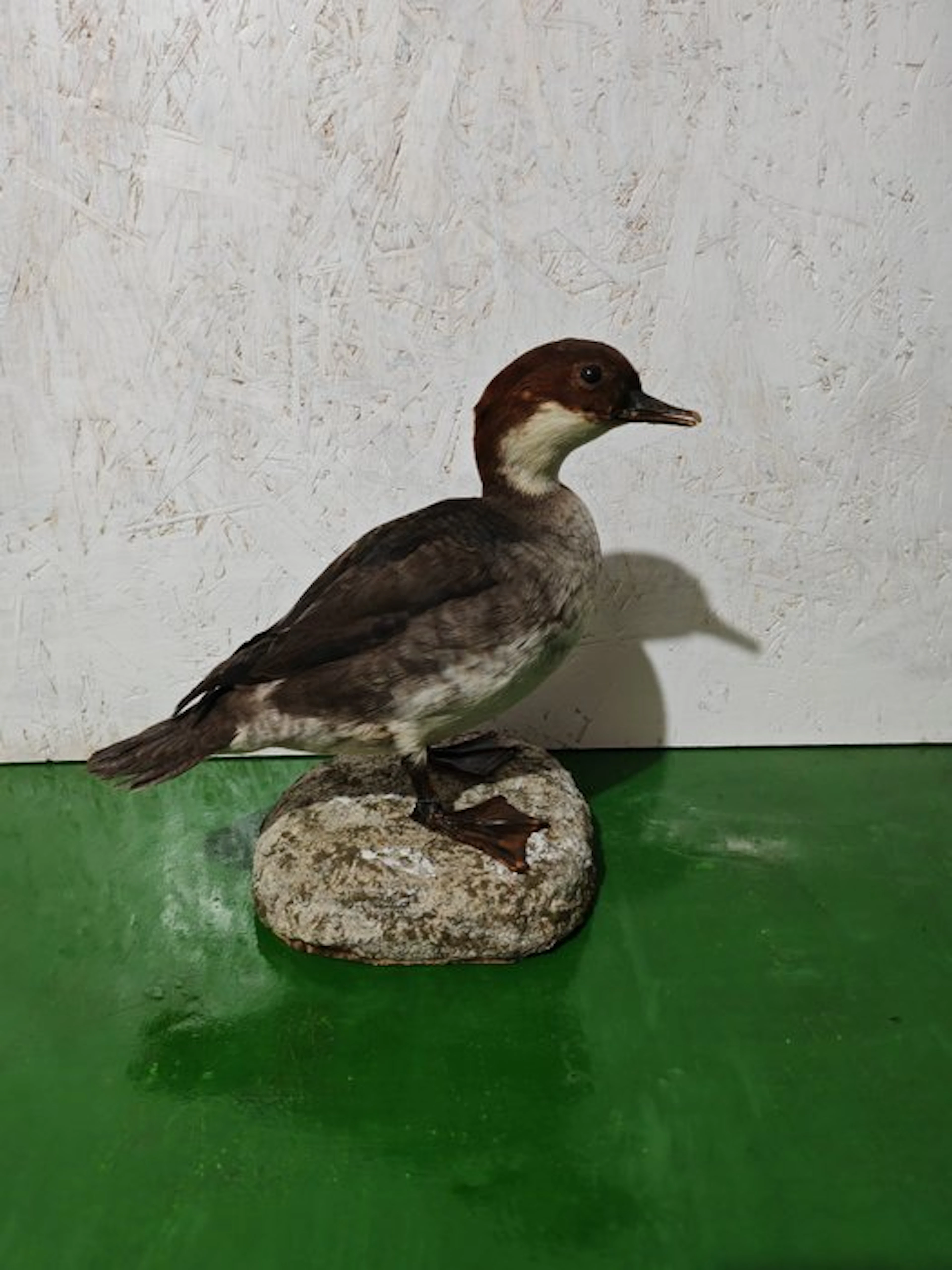 Pesciaiola Taxidermy full body mount - Mergellus albellus...