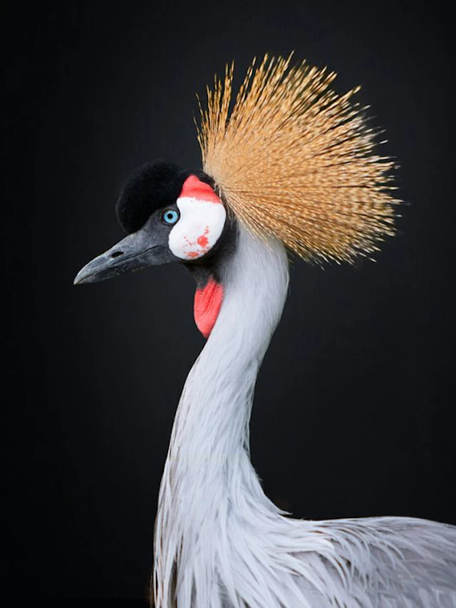 Ralph Hargarten - Crown Crane