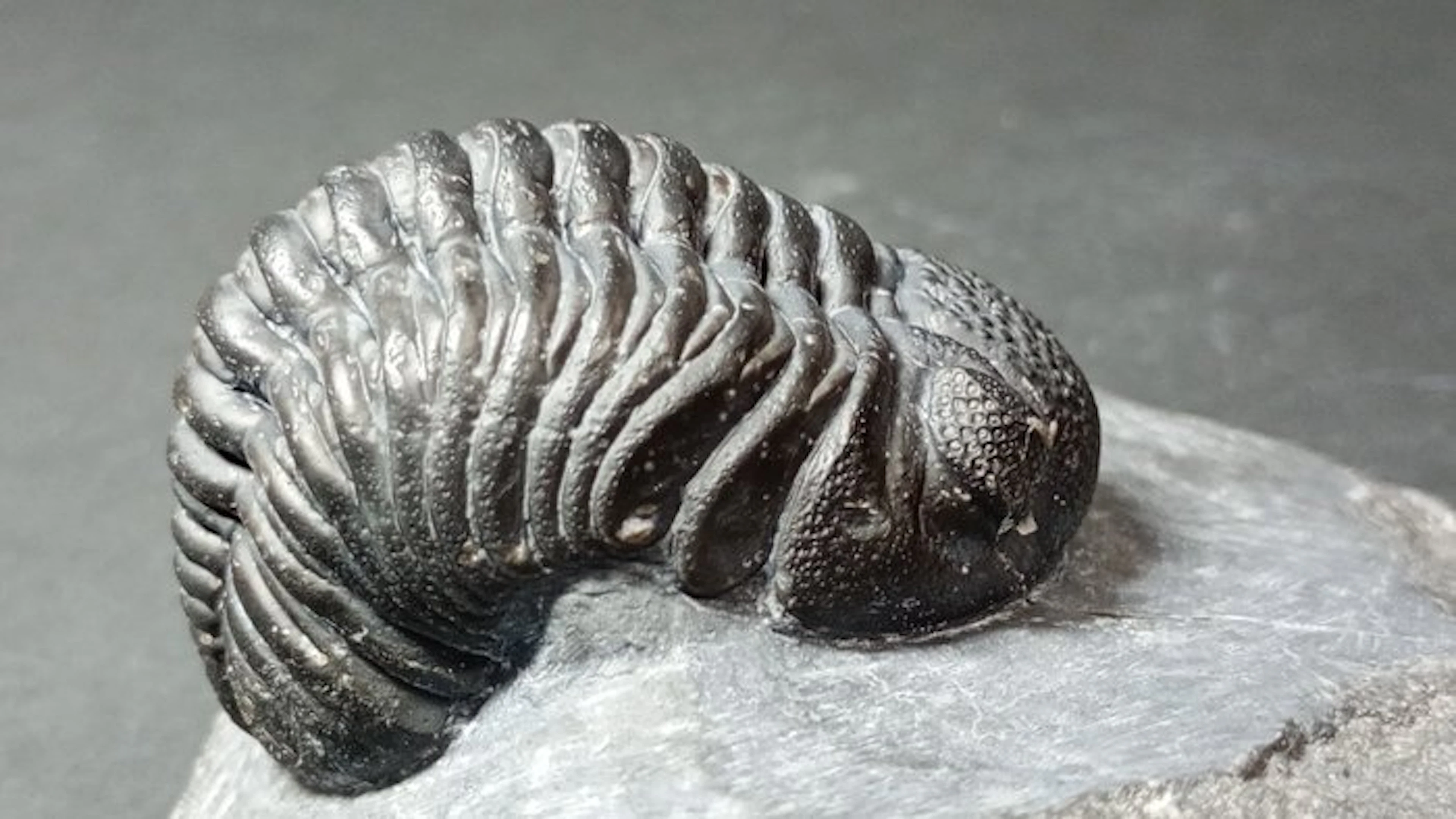 Trilobite - Fossil carapace - Pedinopariops Vagabundus - 11 cm