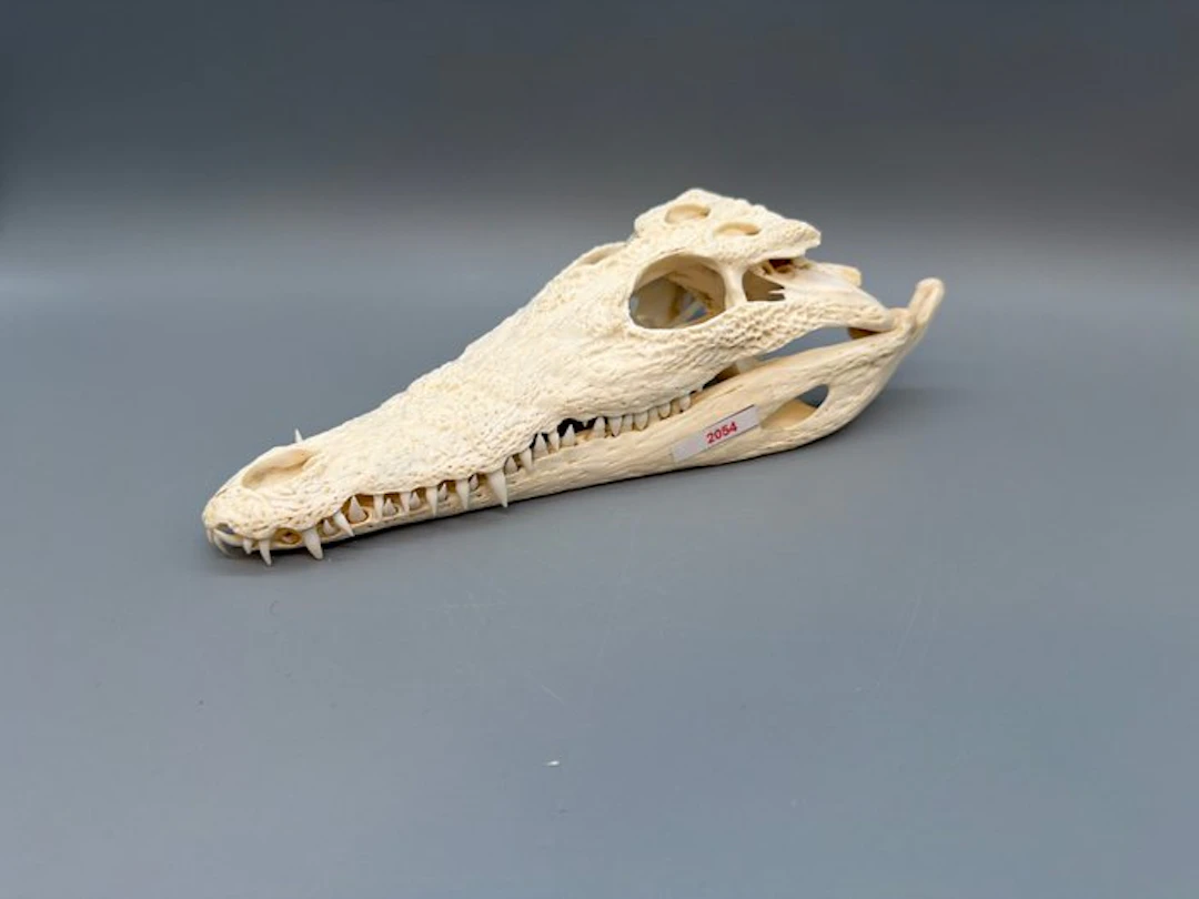 Nile Crocodile Skull - Crocodylus niloticus - 6 cm - 11...